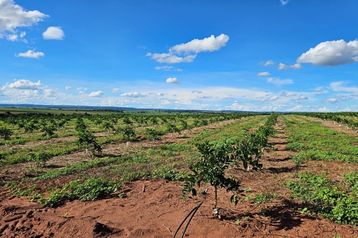 Cassilândia vira novo polo de produção de laranjas em MS e deve ter mais de 3 mil hectares plantados