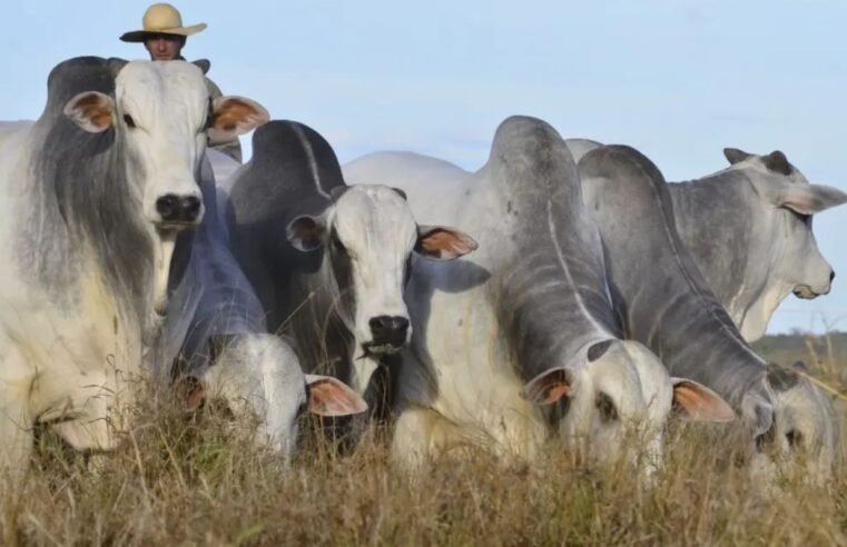 Filhos de touros Nelore PO ganham 60 kg a mais que gado comercial
