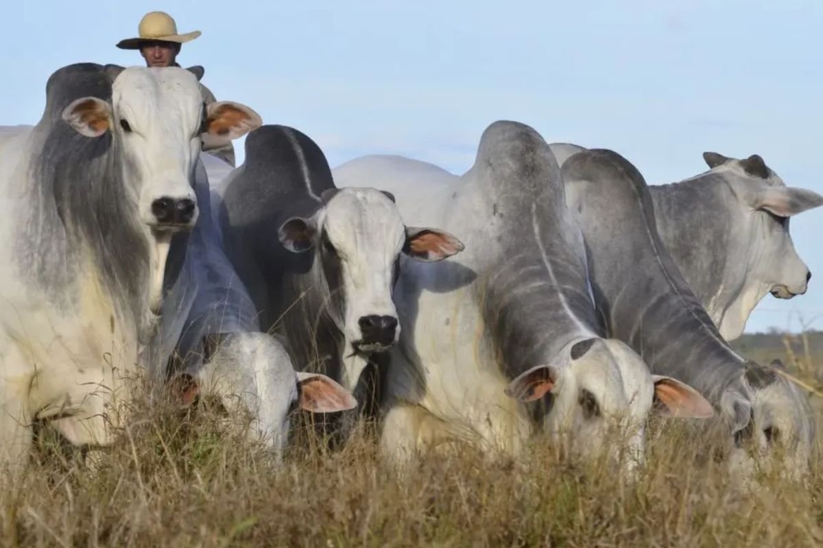 Filhos de touros Nelore PO ganham 60 kg a mais que gado comercial