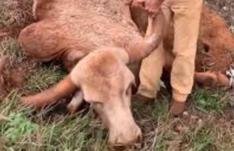 A despedida comovente entre um homem e seu fiel companheiro de 45 anos, veja o vídeo