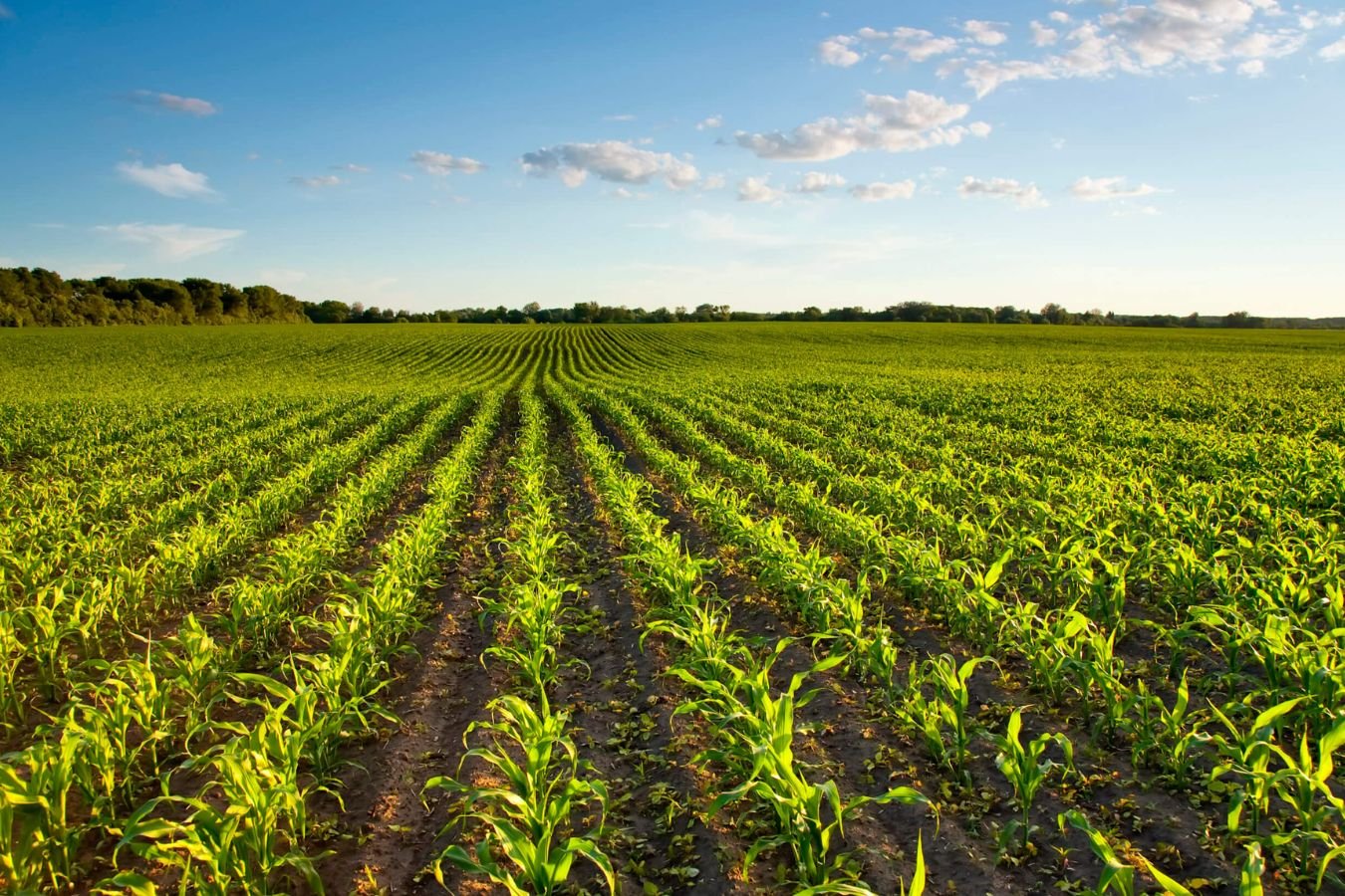 Agricultura familiar ocupa só 4% da área produtiva em MS, apesar de representar 61% das propriedades