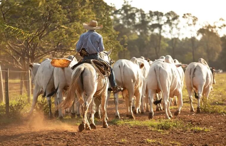 Boi gordo se apoia no aumento de 143% das exportações de carne; veja as cotações