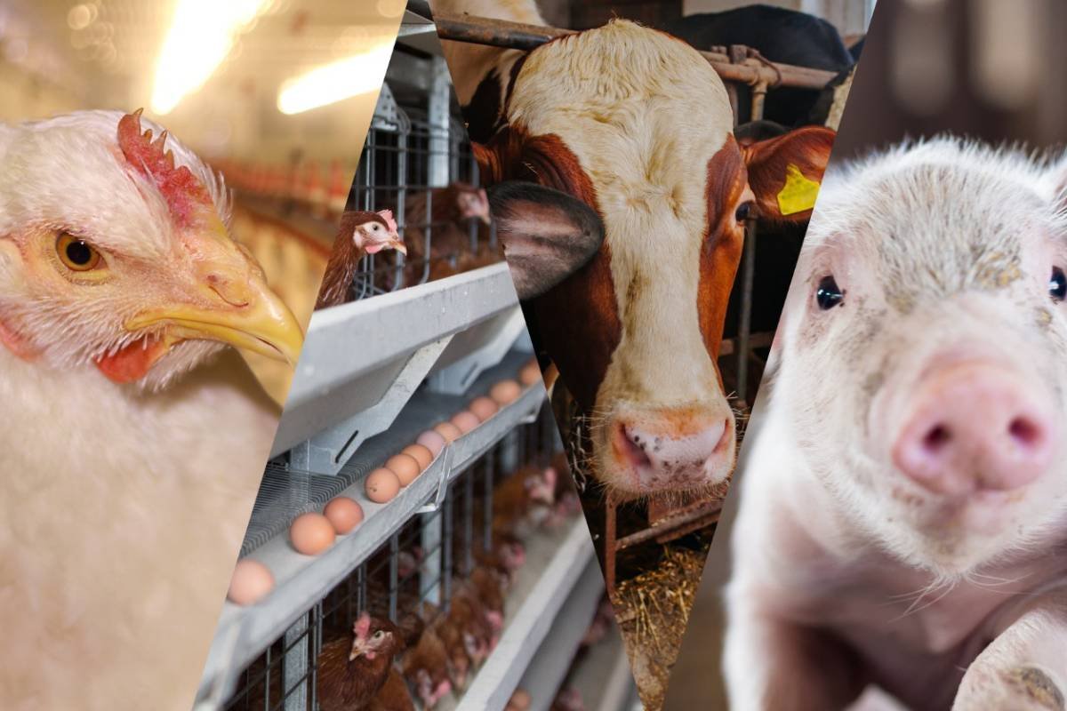 Agropecuária brasileira bate recorde no abate de bovinos, frangos e suínos em 2024