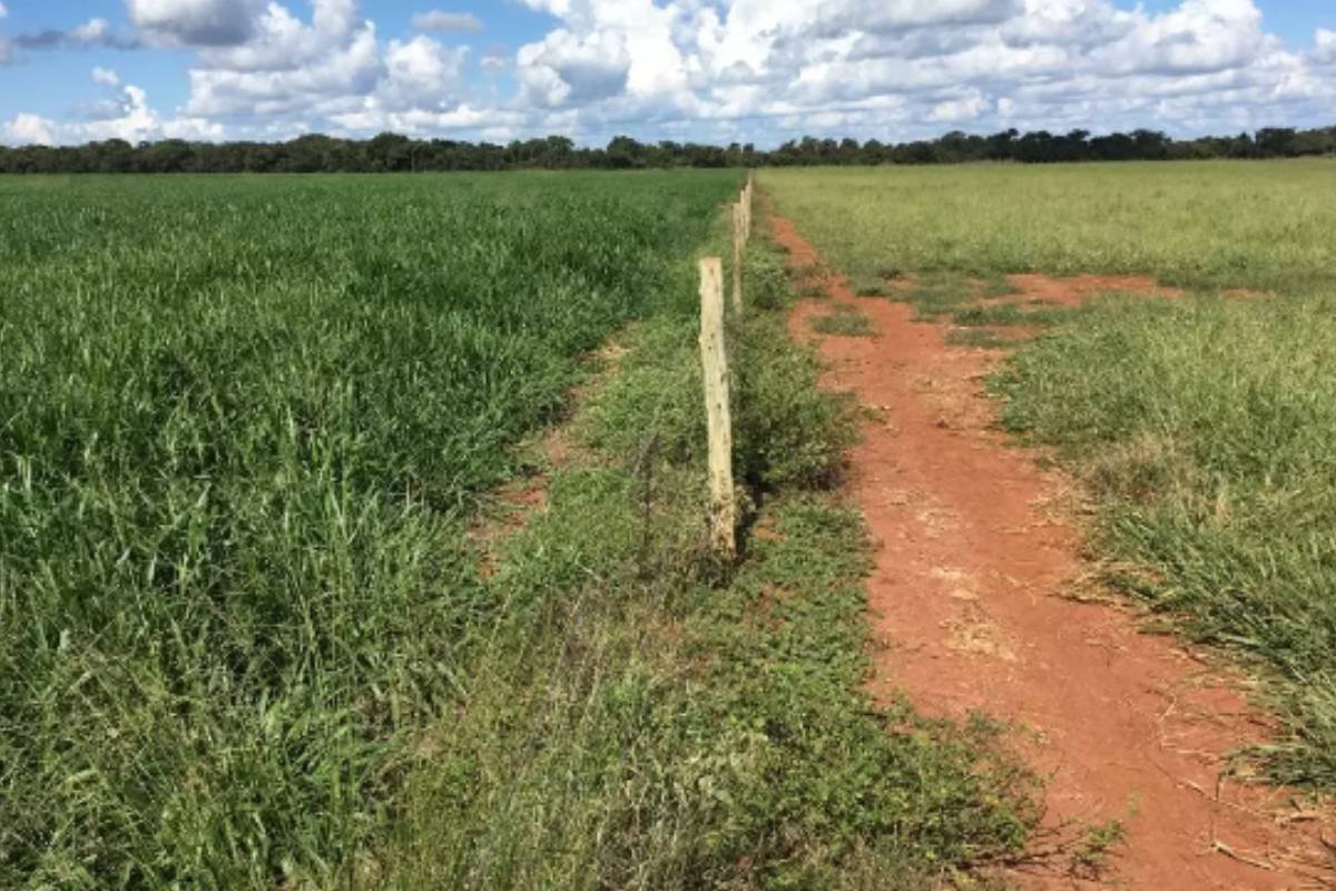 Estudos apontam caminhos para recuperação de pastagens degradadas em nove estados