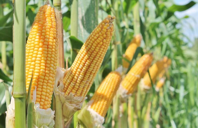 Milho registra alta na Bolsa de Chicago com foco no relatório do USDA