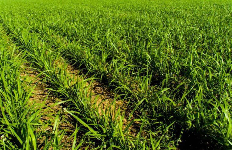 Braquiária lidera entre plantas de cobertura, com alta adesão de pequenos produtores