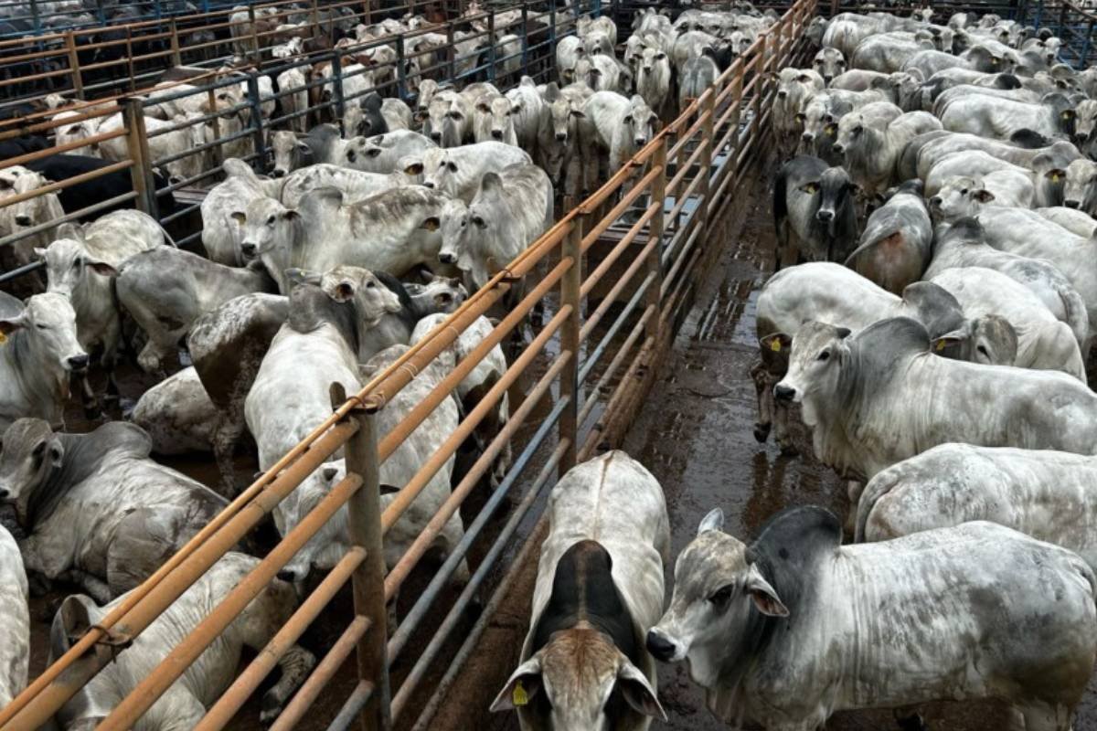 Pecuarista mineiro impressiona o mercado ao abater mais de 500 bovinos de alto padrão genético
