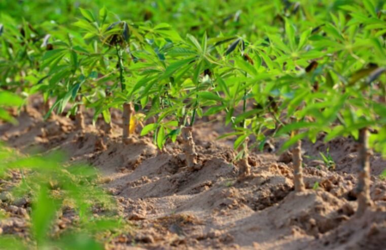 Mapa lança programa para conter vassoura-de-bruxa e proteger a produção de mandioca