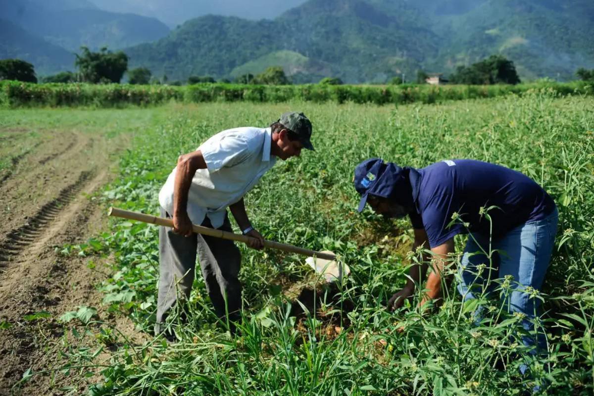 Produtores rurais enfrentam dificuldades com novo acesso ao CAR e temem suspensões automáticas