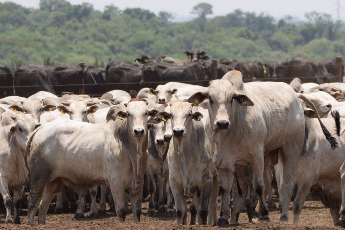 Boi gordo bate R$ 315/@ e expectativa de valorização se mantém no mercado
