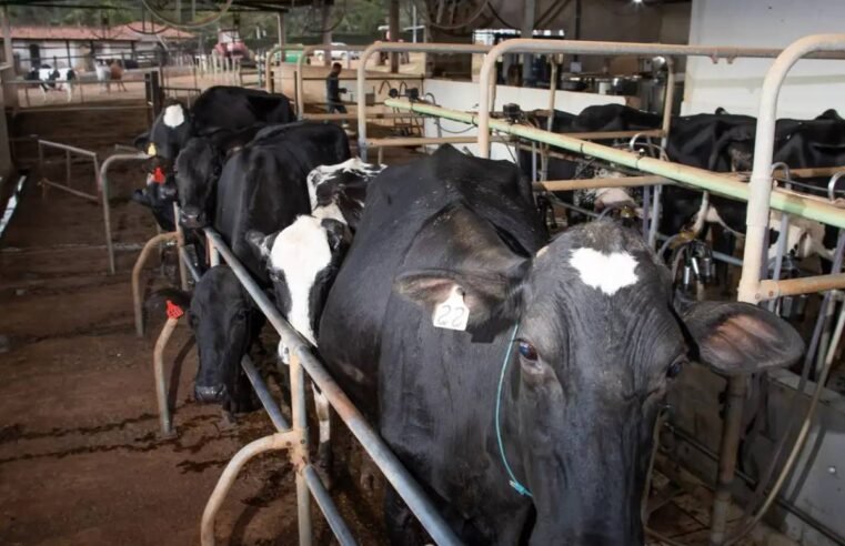 Abate de fêmeas atinge maior patamar desde abril/24 e reforça pressão no mercado