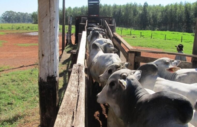 Movimentação de animais em Goiás exigirá integração entre GTA e nota fiscal