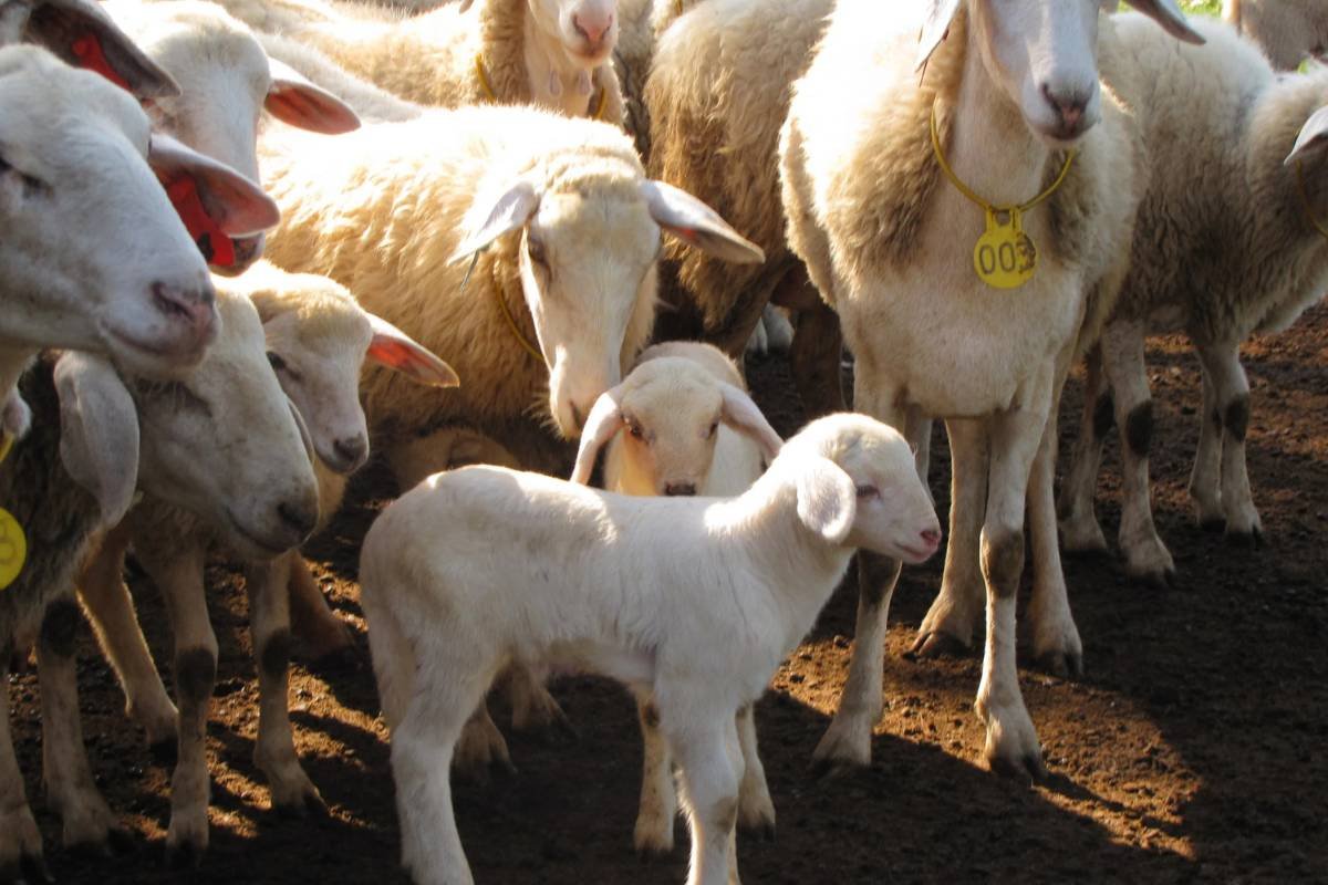 Embrapa Foca no Ovino Pantaneiro para Aumentar Produção de Carne no Centro-Oeste