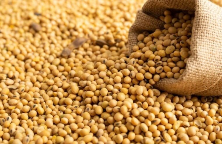 Mercado da soja registra queda de preços na maioria das regiões do Brasil