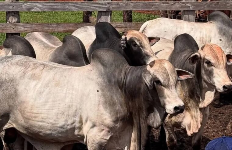 Exportação de carne bovina dispara em março e cresce 51%