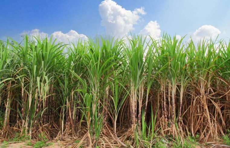 Produtores goianos de cana-de-açúcar formam associação para enfrentar desafios econômicos no setor
