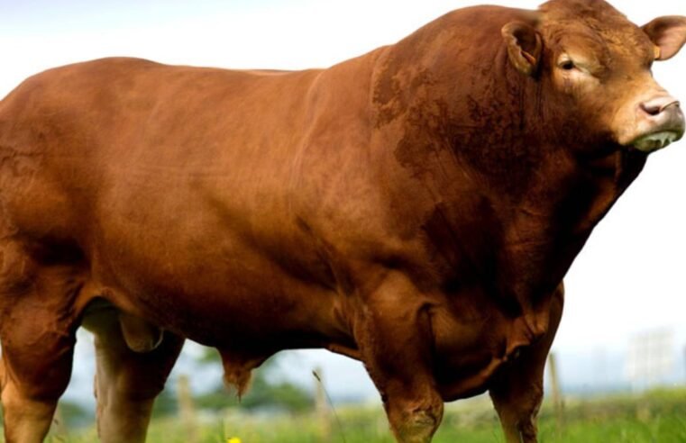 Raça Limousin: Excelência em Ganho de Peso e Carne de Qualidade Superior