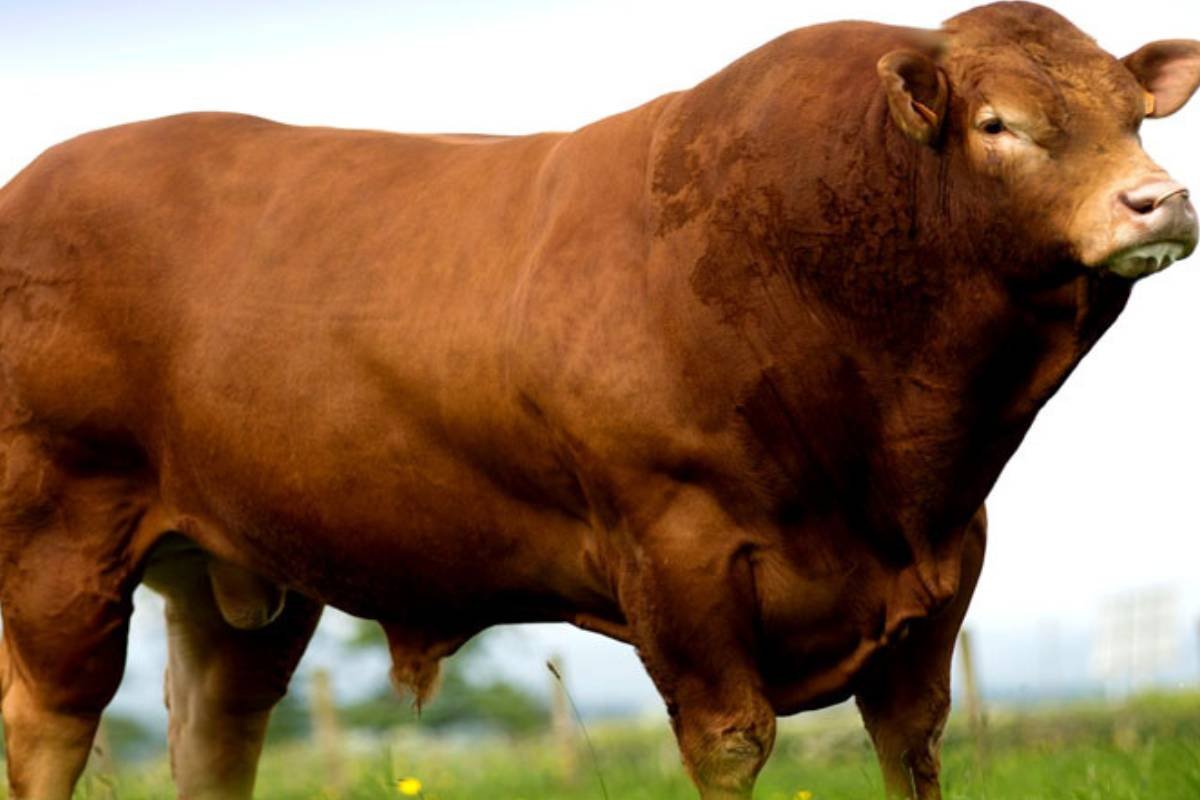 Raça Limousin: Excelência em Ganho de Peso e Carne de Qualidade Superior