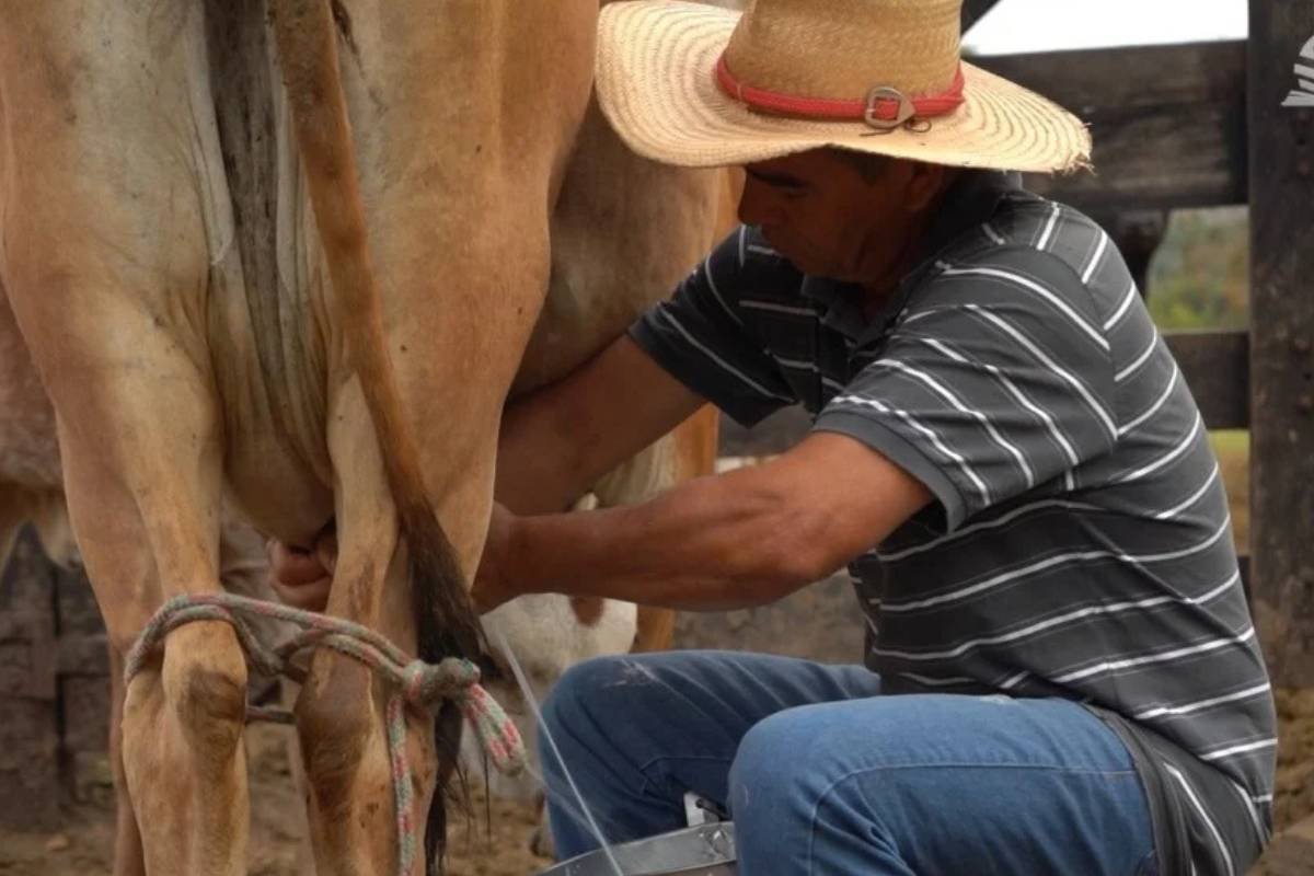 Senar Goiás Impulsiona Produção de Leite em Caldas Novas