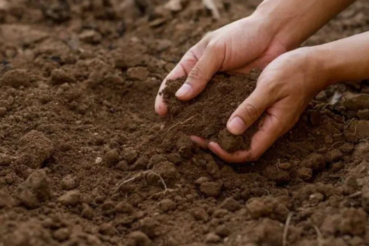 Estudo revela que solo bem manejado resiste a queimadas e mantém produtividade