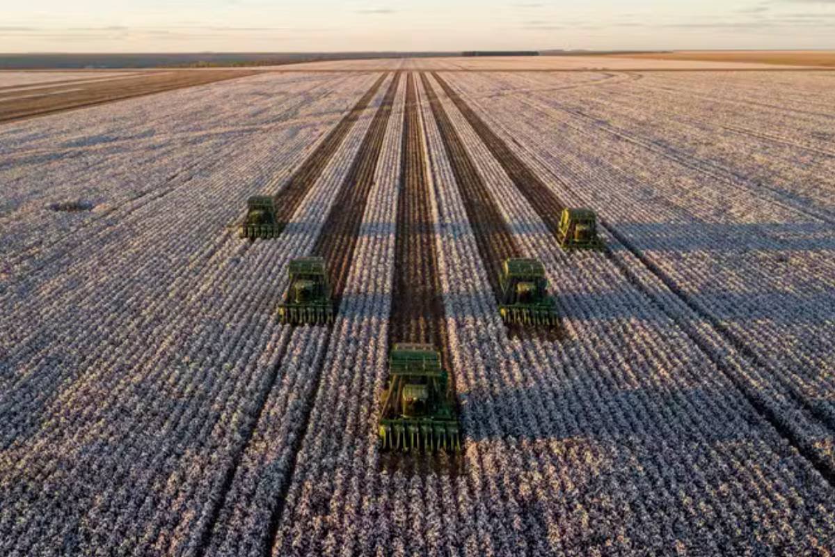 Algodão registra alta após redução dos estoques globais pelo USDA