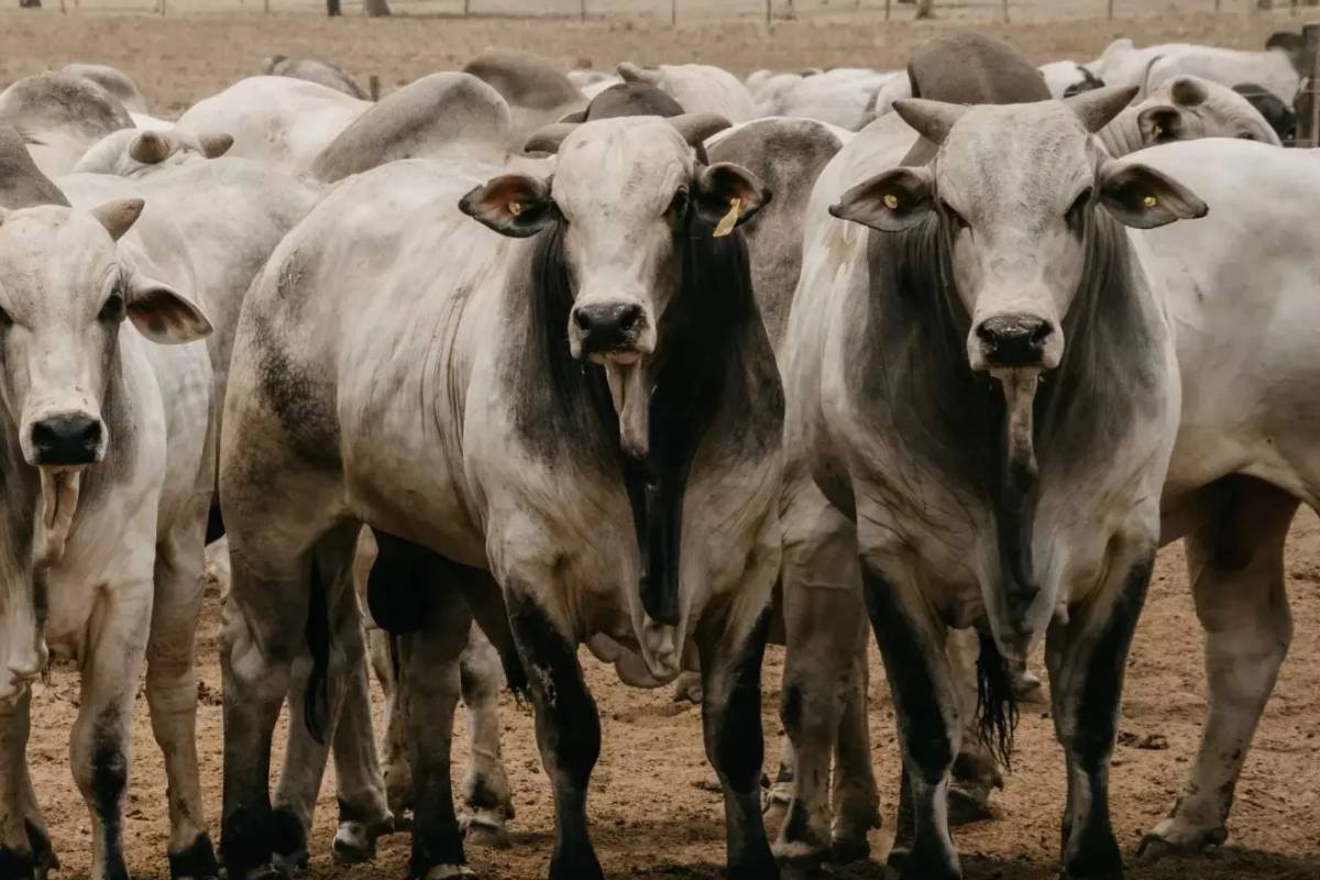 Restrição na oferta de machos para abate mantém viés de alta do boi gordo