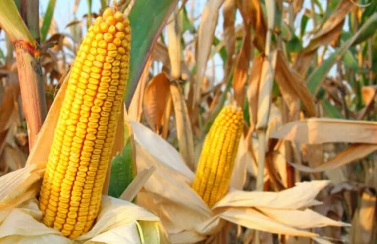 Milho/Cepea: Indicador sobe 17% e opera acima dos R$ 87/sc