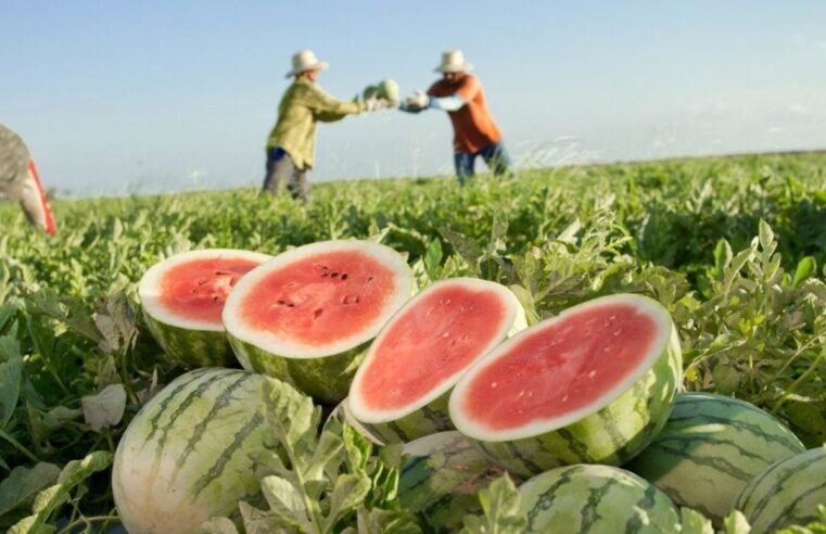 Mundo Novo recebe autorização para exportação de frutas com apoio do Governo de Goiás