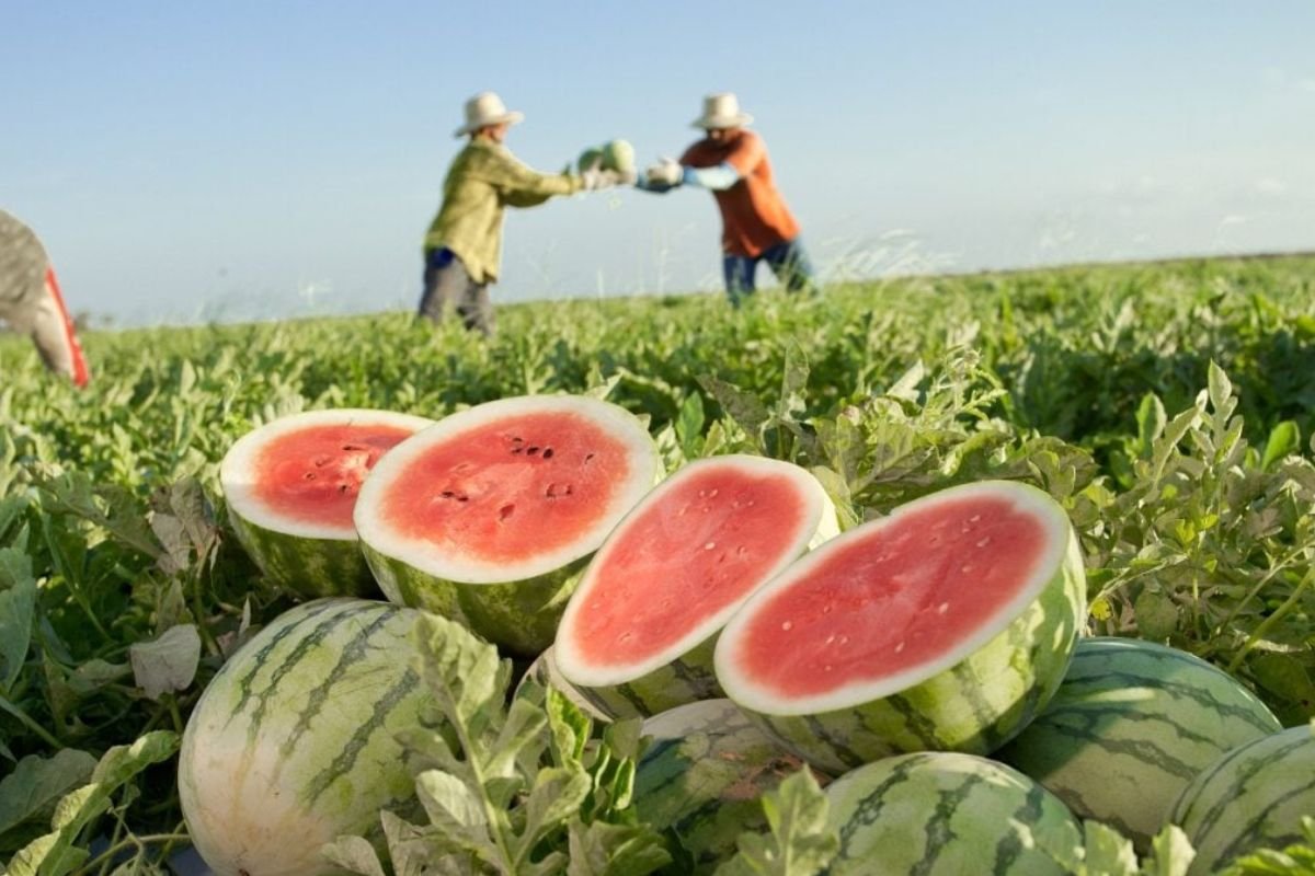 Mundo Novo recebe autorização para exportação de frutas com apoio do Governo de Goiás