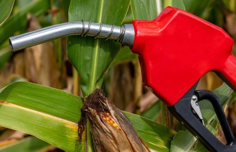 Produção de etanol de milho no Brasil deve quase dobrar até 2032, diz Citi