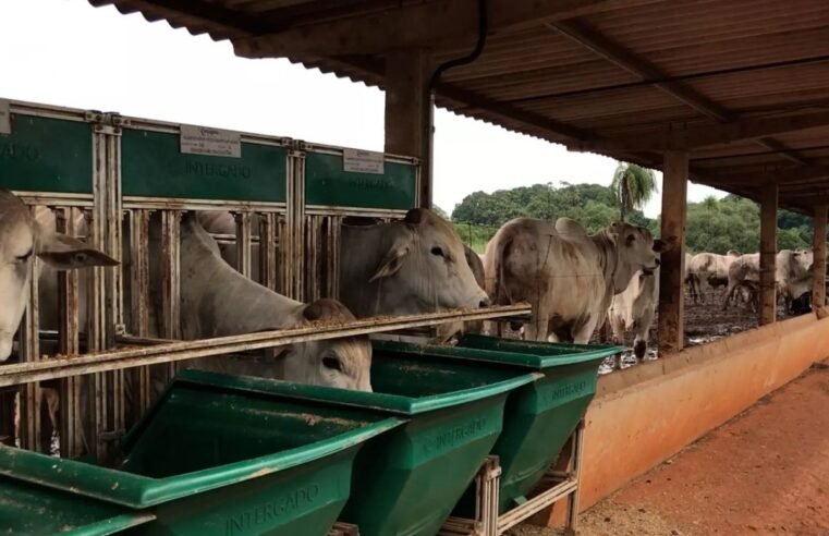 Prova de Avaliação de Desempenho da raça Nelore é iniciada em março