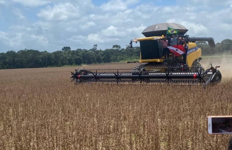 Safra de soja: Brasil dispara e Argentina revisa para baixo; saiba os detalhes