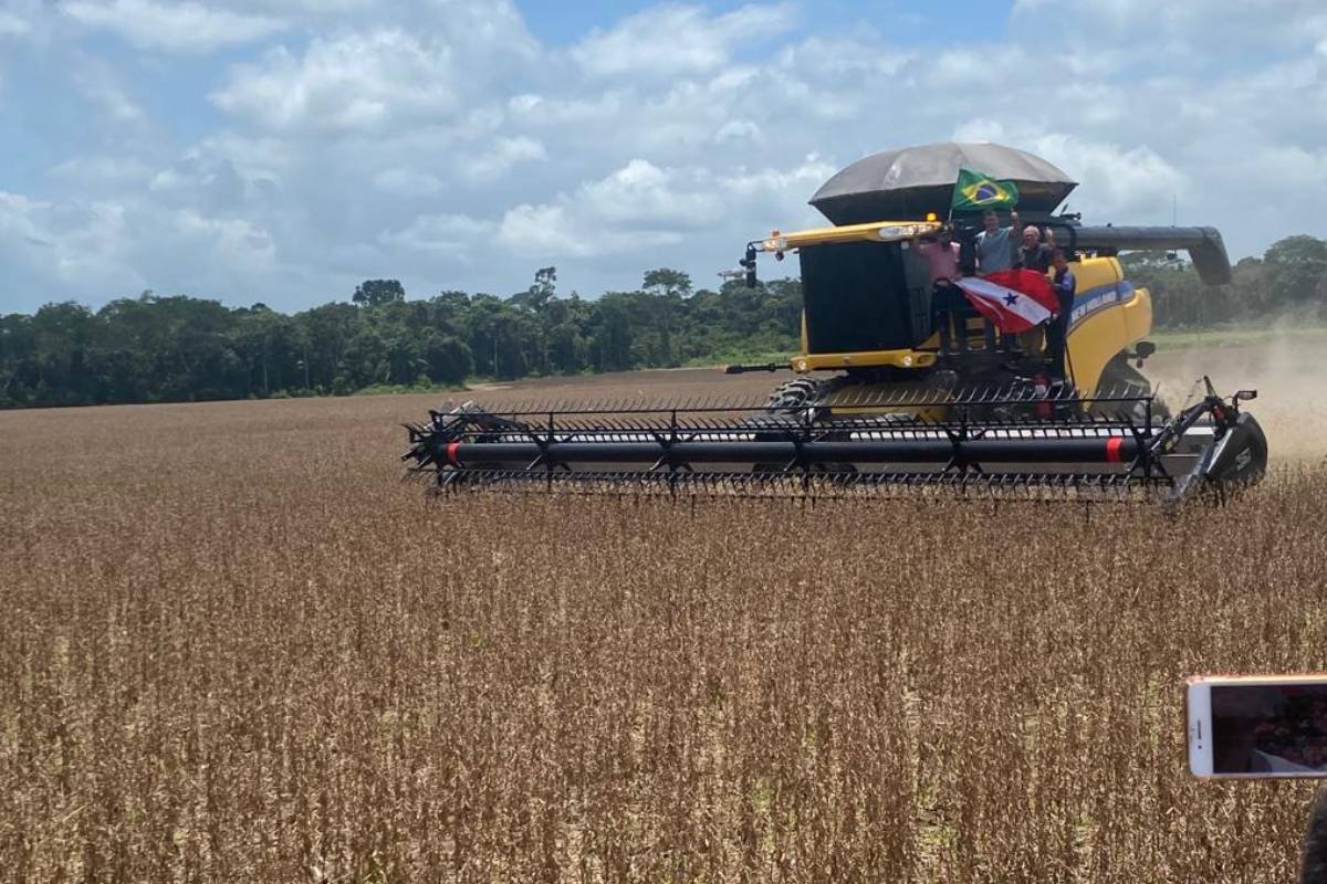 Safra de soja: Brasil dispara e Argentina revisa para baixo; saiba os detalhes
