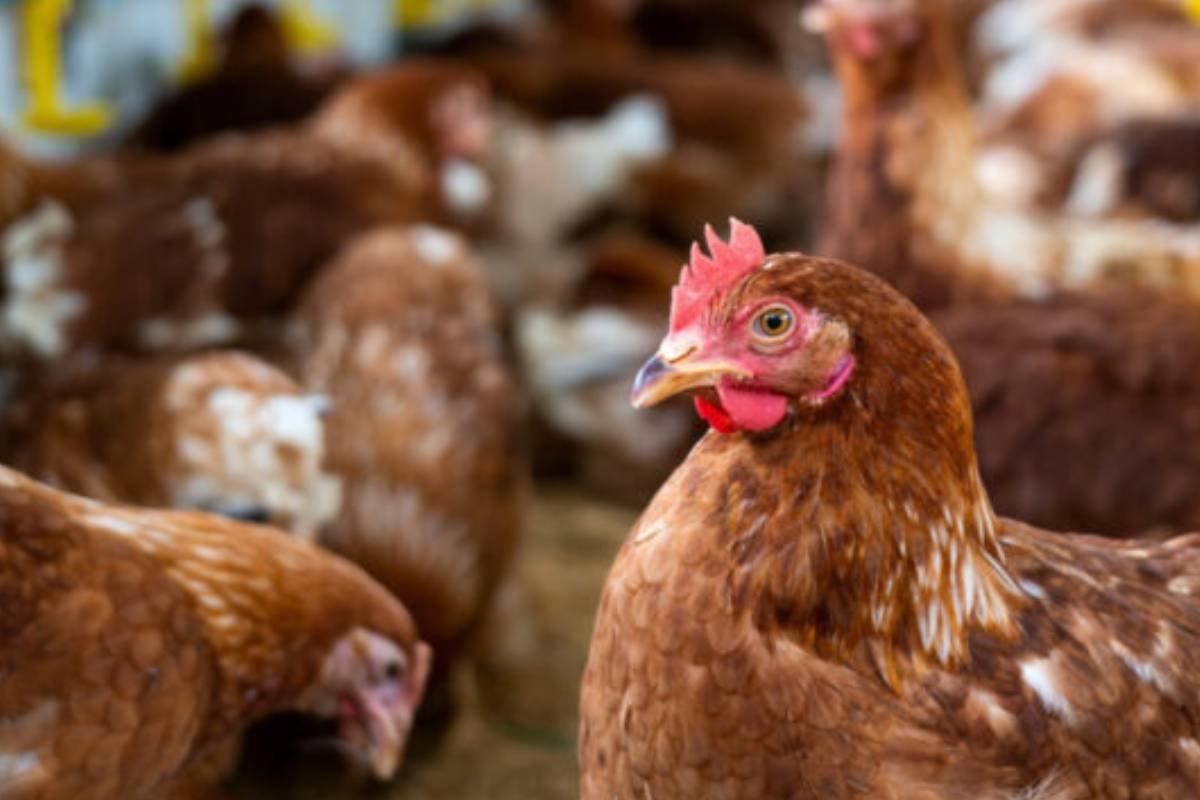 Gripe aviária: governo suspende eventos com aves e restringe criação ao ar livre