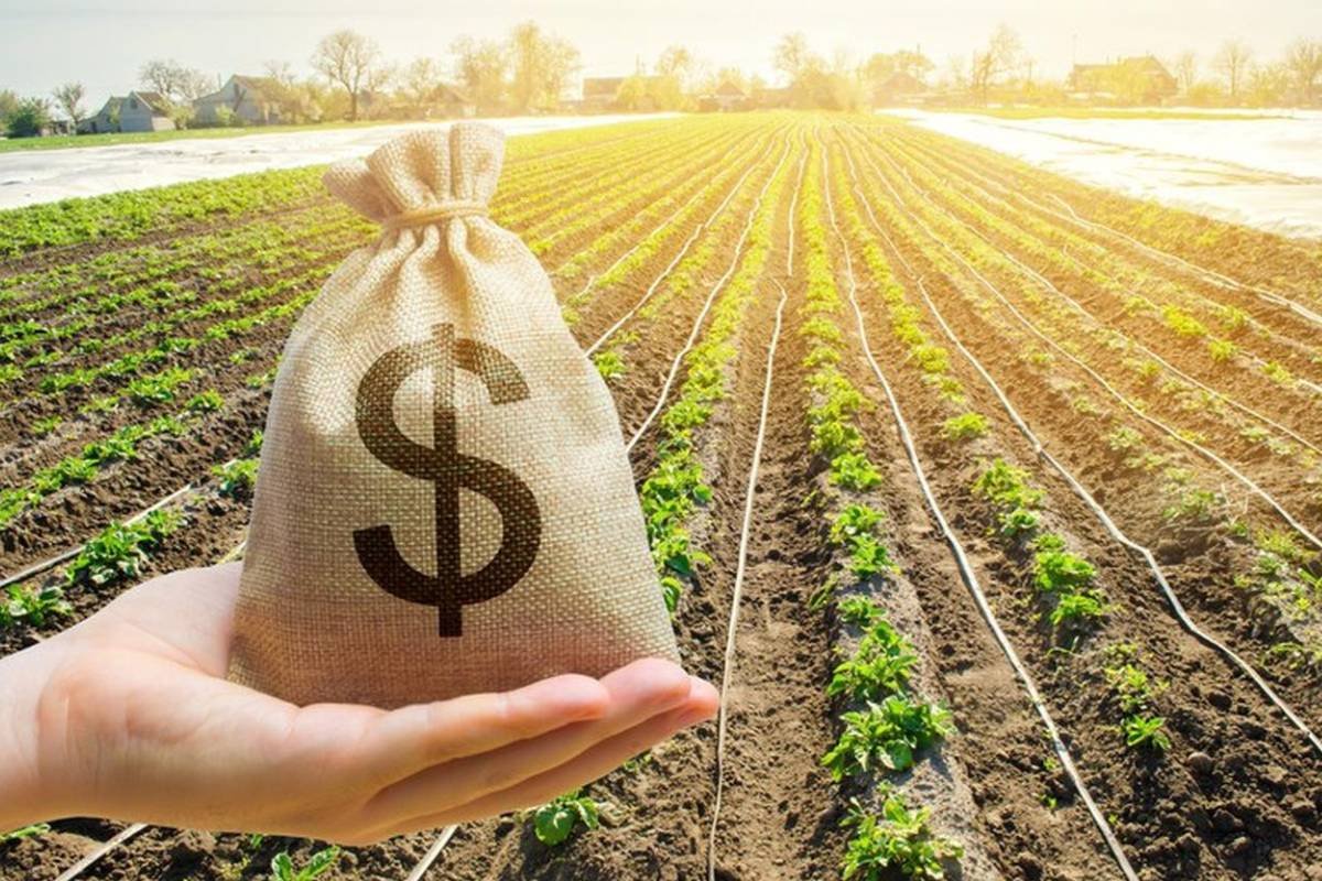 Crédito rural em risco: Plano Safra 2025/26 pode sofrer com juros altos e orçamento reduzido