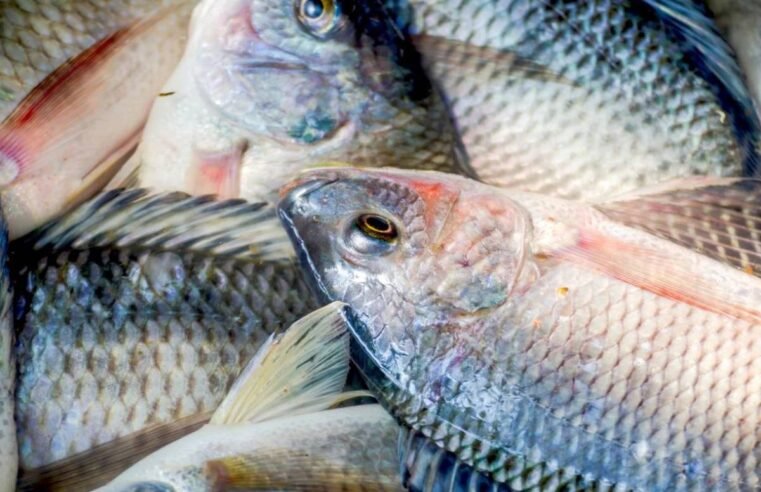 Exportação de peixes cresce e impulsiona piscicultura brasileira