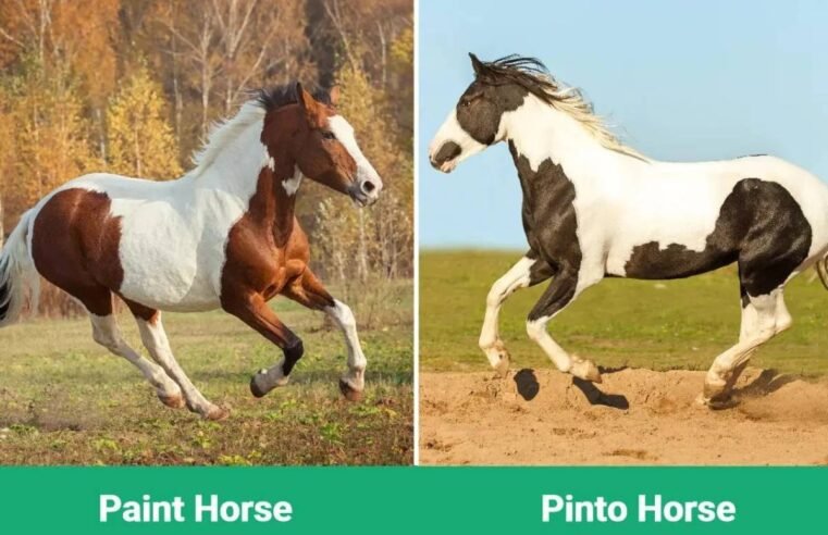 Cavalos Pinto e Paint Horse não são a mesma coisa; saiba por quê