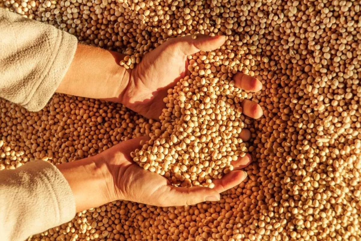 Pirataria de sementes de soja gera prejuízo de R$ 10 bilhões por ano no Brasil