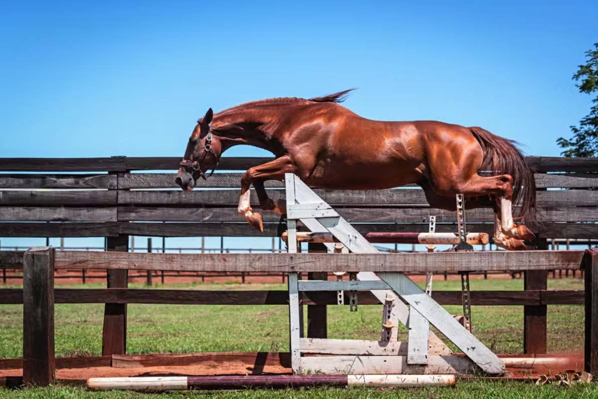 As melhores raças de cavalo para lazer e equitação: veja quais se destacam no Brasil