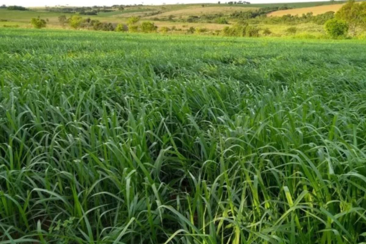 Morte súbita do braquiarão desafia produtores rurais em todo o país
