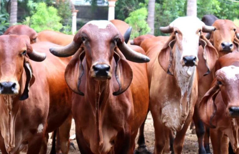 Raça Gir: Versatilidade e alta produtividade impulsionam rentabilidade do pecuarista