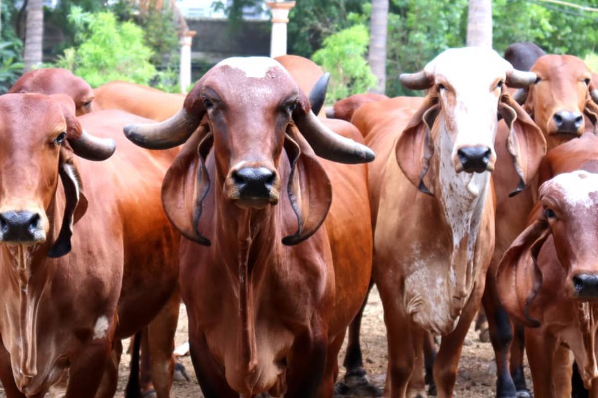 Raça Gir: Versatilidade e alta produtividade impulsionam rentabilidade do pecuarista