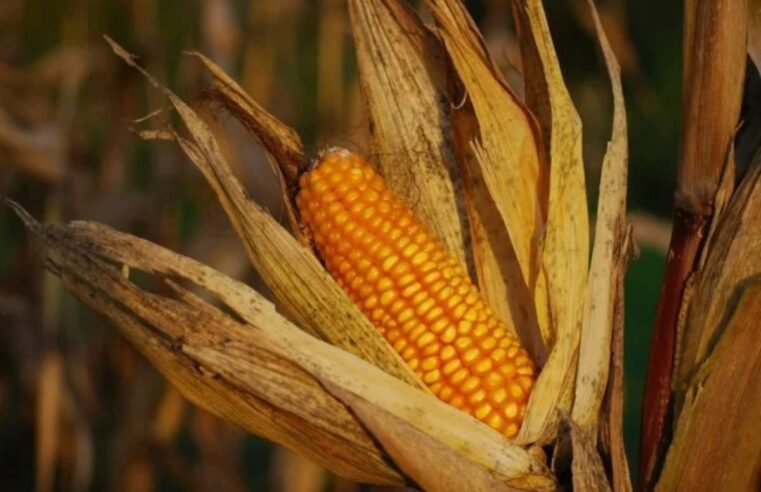 Safra de milho no Brasil é revisada para 126 milhões de toneladas, segundo USDA