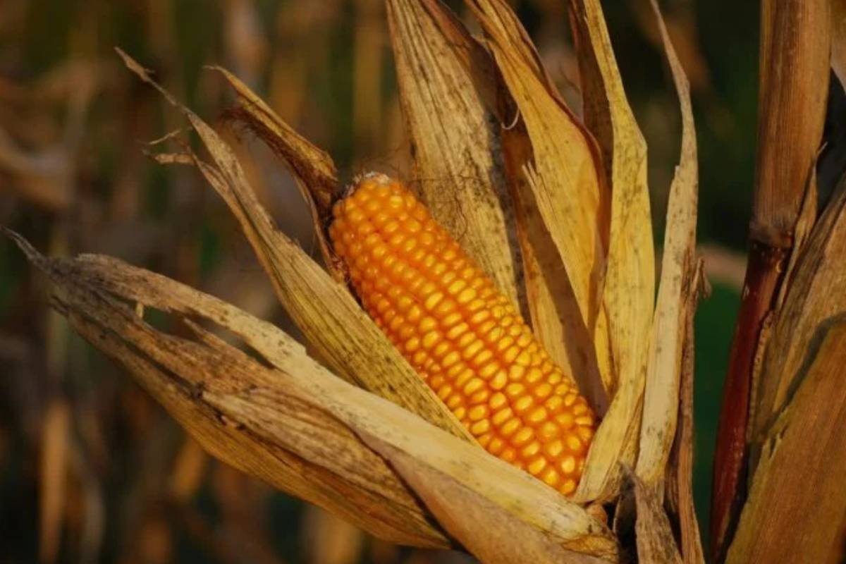 Safra de milho no Brasil é revisada para 126 milhões de toneladas, segundo USDA