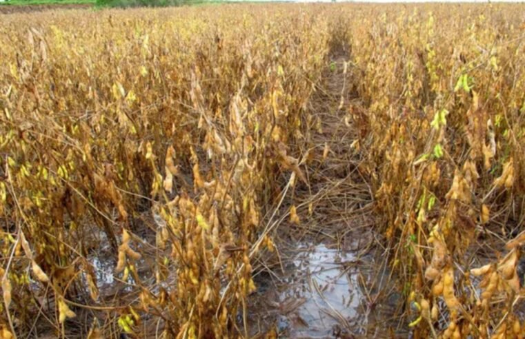 Produtores de soja em MT enfrentam safra desafiadora com atraso, chuva e logística precária