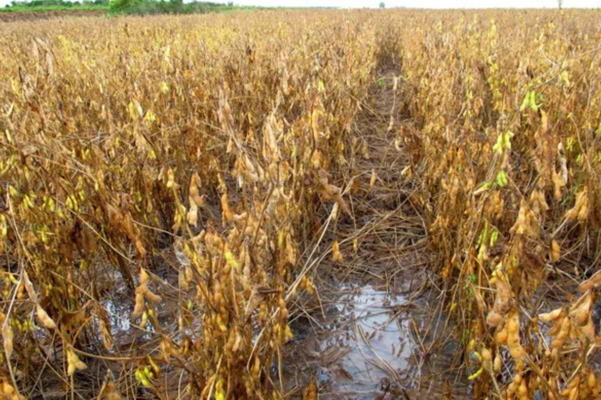 Produtores de soja em MT enfrentam safra desafiadora com atraso, chuva e logística precária