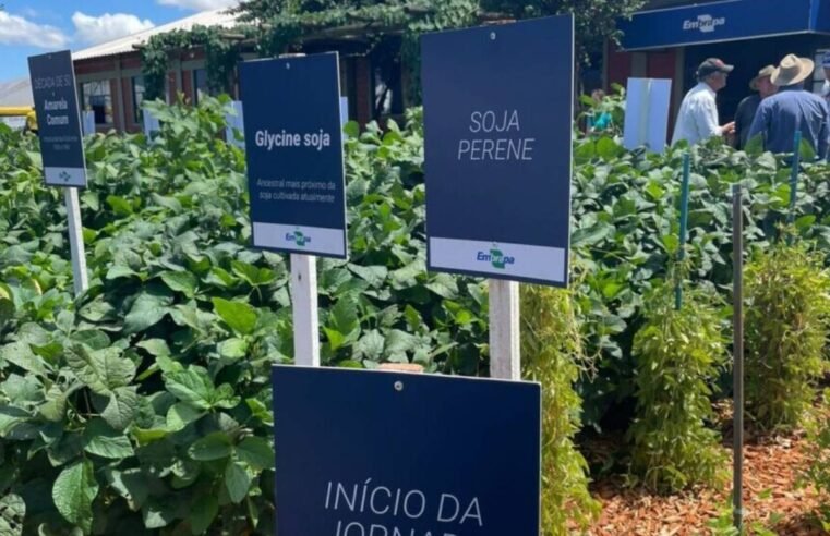 Embrapa leva linha do tempo da soja ao Tecnoshow COMIGO em celebração aos 50 anos
