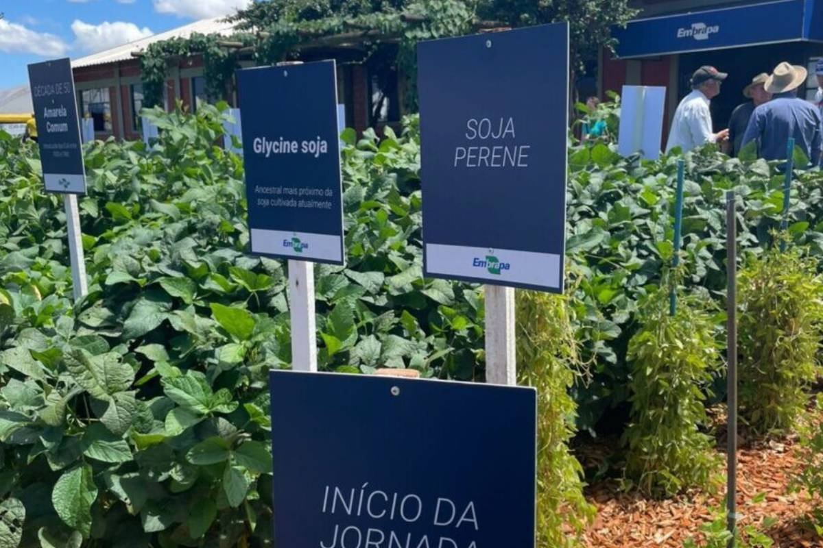 Embrapa leva linha do tempo da soja ao Tecnoshow COMIGO em celebração aos 50 anos