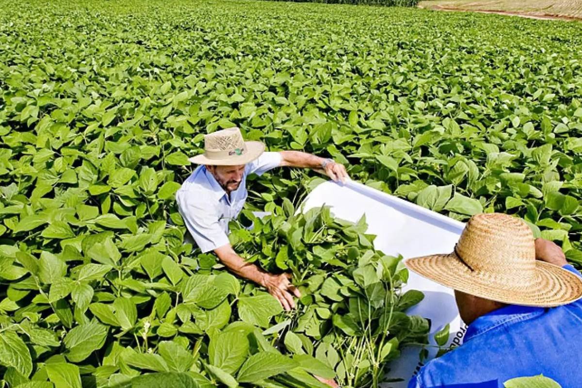 Cuidados no cultivo: pesquisador da Embrapa orienta produtores de soja em GO
