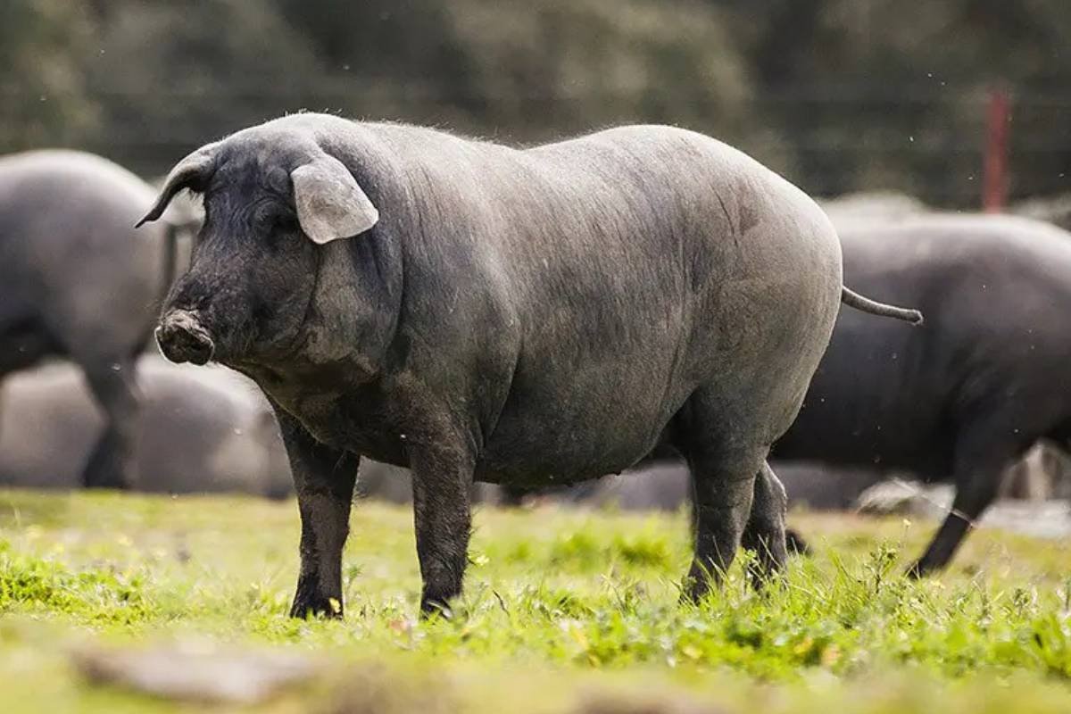 As raças de porcos mais caras e exclusivas do mundo